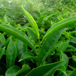 La composizione di Green Teafy funziona? Quali sono i suoi ingredienti? Come si usa?